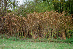 DSC02390