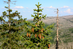 DS2_0975