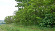 Robinia and Ailanthus around a protected area