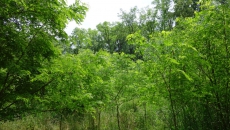 Robinia forest
