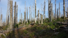 Permanent plot 7 years after bark beetle