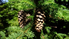 Young spruce with cones