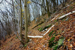 DSC01206