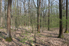 IMG_0009
