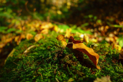DSC03296