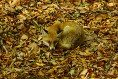 DSC03319