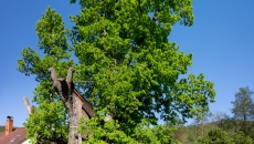 The lime tree in Sudslavice is the largest lime tree in South Bohemia