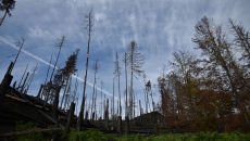 Natural disturbances in action (Bark beetle & fire)