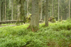 2009-08-fieldwork-sumava