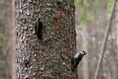 2010-07-fieldwork-sumava