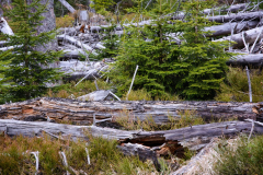 2013-04-natural-disturbance-conference