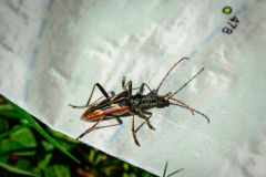 2013-05-microclimate-monitoring