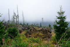 2013-09-sumava-polom