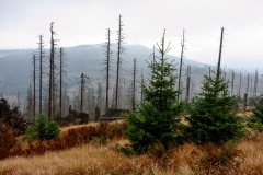 2014-09-windthrow-transects-sumava