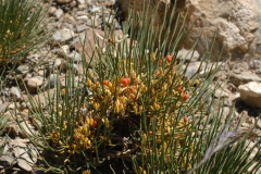 AMM_4058