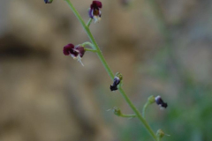 AMM_4063