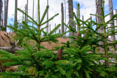 2015-summer-fieldwork-sumava