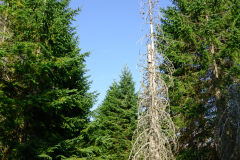 DSC01485