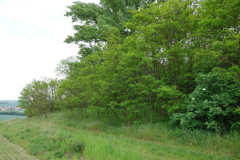 2016-invasive-species-monitoring