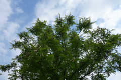 DSC05293
