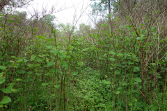 DSC05349