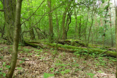 DSC06119