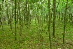 DSC06121