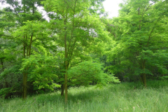 DSC06124