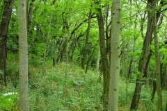 DSC06295
