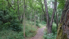 Robinia forest