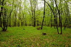 DSC09311