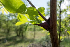 2017-05-teambuilding-and-invasive-species-monitoring
