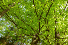 2018-04-microclimate-bohemian-switzerland