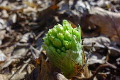 2018-04-microclimate-ceske-stredohori