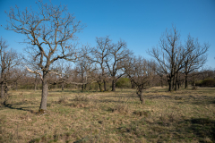 2019-04-detansky-chlum-czech-savana