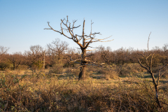 DF0_2126