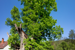 DSC04306-Pano
