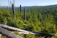2019-08-sumava-regeneration-monitoring