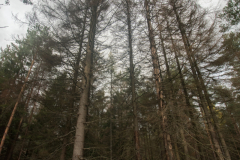 2019-11-forest-microclimate-mission