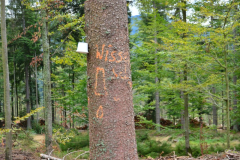 2020-09-bavarian-forest-microclimate-network