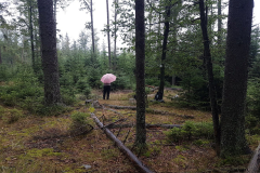 2020-microclimate-network-sumava