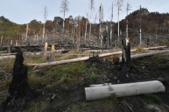 2022-10-bohemian-switzerland-burnt-out