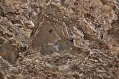1_Ladakh_20220814_083651-1_fullsize