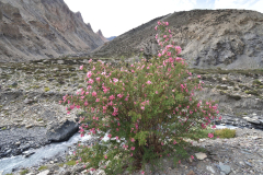 1_Ladakh_20220815_051010_fullsize