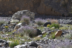 Ladakh_20220814_045811_fullsize