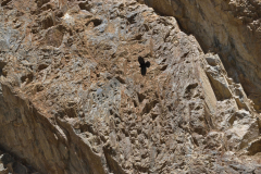 Ladakh_20220814_083503_fullsize