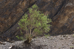 Ladakh_20220814_083601_fullsize