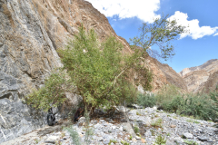 Ladakh_20220814_091516_fullsize