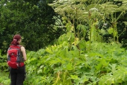 Giant hogweed in the field