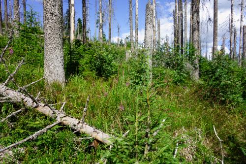 2015-summer-fieldwork-sumava